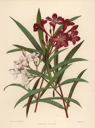 Laurier-rose, Nerium oleander
